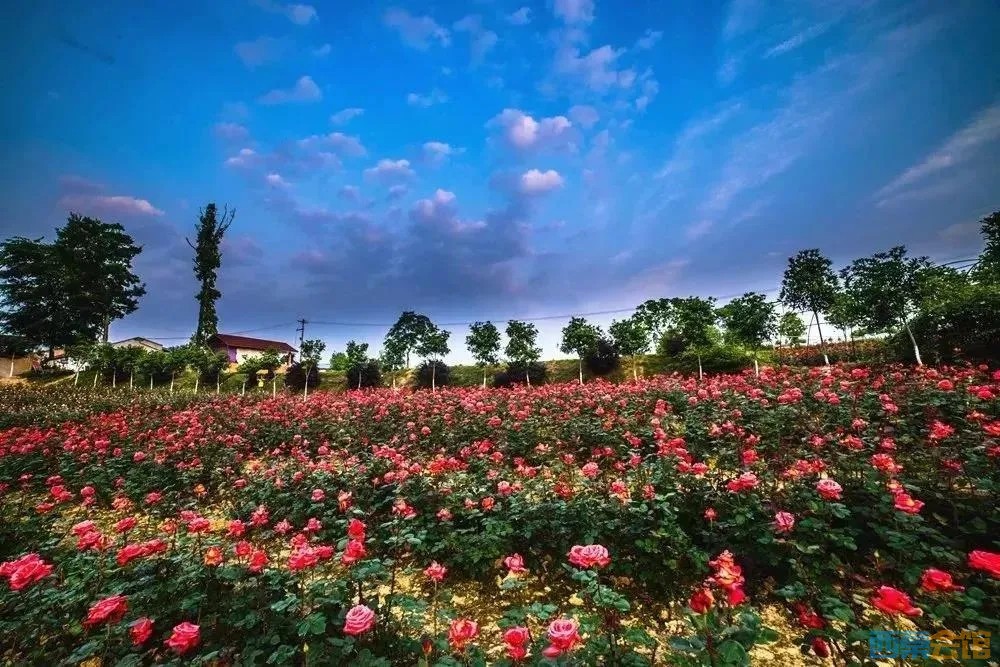 中国玫瑰海七彩玫瑰文化节,门票无限量免费送!