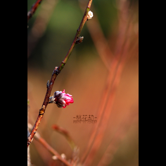 桃 花劫