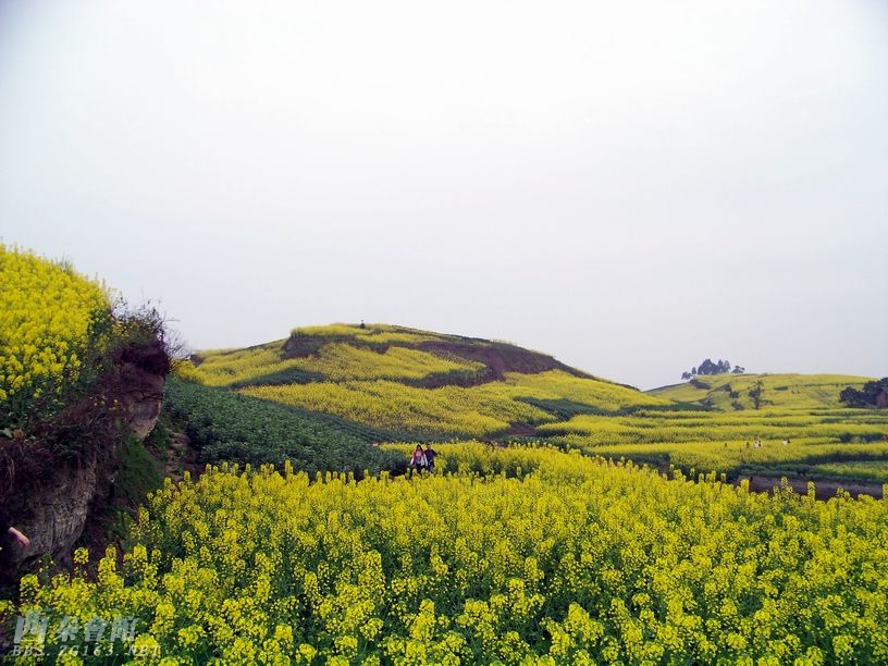 盐都花园 荣边 尖山(第123篇)