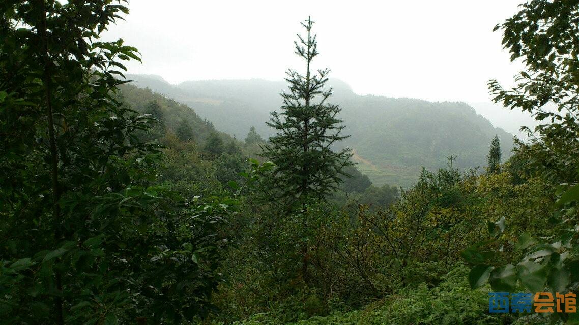 《走進自然》《快樂足跡》聯暴榮縣鐵廠鎮賞紫色的芭茅花